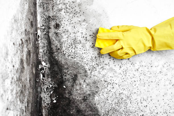 Best Asbestos and Lead Testing During Mold Inspection  in Dewey Humboldt, AZ